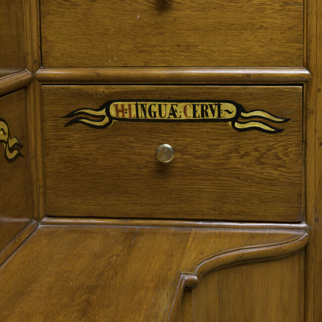 Kapradina Jelení jazyk